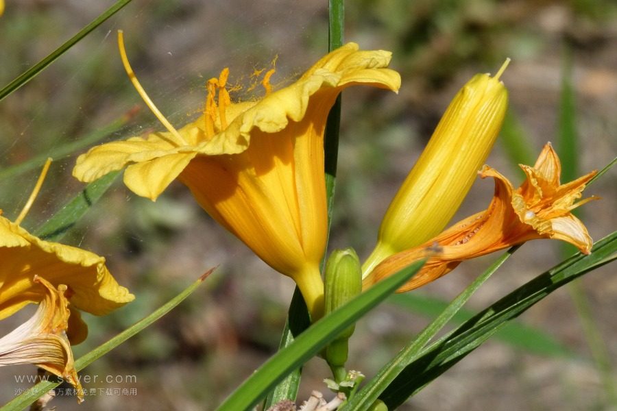 風(fēng)途科技：種植黃花菜需要什么氣候條件？